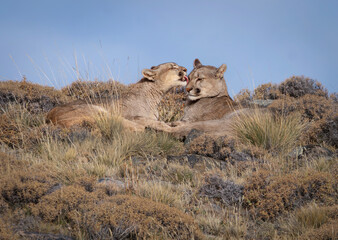 Puma lamiendo a su compañero