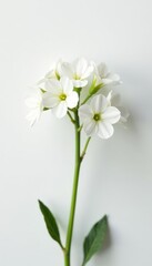 Delicate gypsophila blooms, pure white background, image, photography
