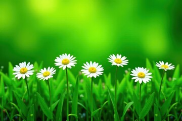 Single row daisies, lush green grass backdrop, simple design , line, floral design