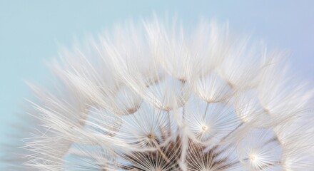 A macro shot captures the delicate, fluffy seed head of a dandelion, with its feathery white pappus appearing soft against a blurred, light-colored background.