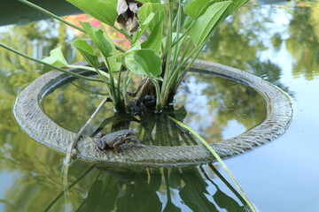 Water Jasmine Plant (Mexican Sword Plant) in the yard