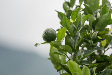 Green Lemon on Tree with Mountain Background