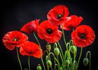 Obraz premium A cluster of bright red poppies against a stark black background with delicate petals and green stems
