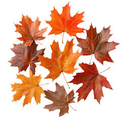 Collection of eight autumn maple leaves isolated on transparent background