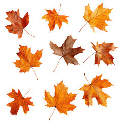 Collection of ten dried orange maple leaves isolated on transparent background