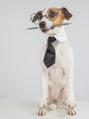 Business dog jack russell terrier holds pencil in mouth. 