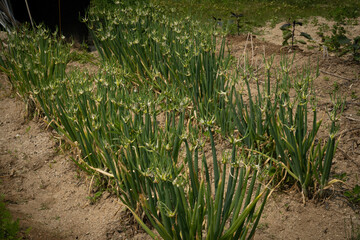 green onions, samdong green onions, native seeds, planted in the garden 