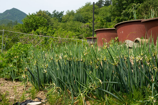 green onions, samdong green onions, native seeds, planted in the garden with red plastic flower pots