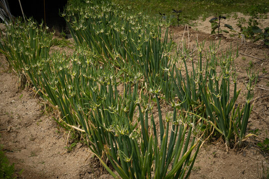 green onions, samdong green onions, native seeds, planted in the garden 