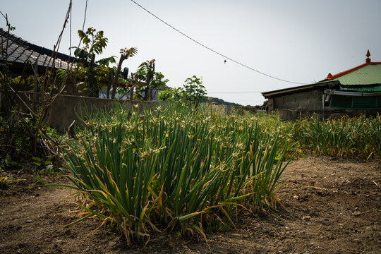 green onions, samdong green onions, native seeds, planted in the garden around the house