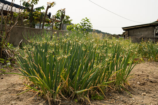 green onions, samdong green onions, native seeds, planted in the garden around the house