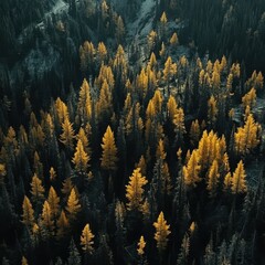Aerial view of a dense forest with golden and dark green conifers, a small stream visible
