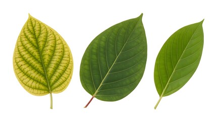 Obraz premium A close up shot of three leaves with varying shades of green against a white background