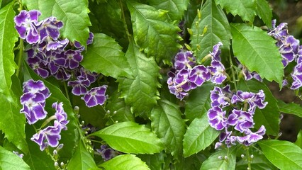 Purple Duranta flowers in full bloom among green leaves