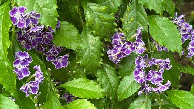Purple Duranta flowers in full bloom among green leaves