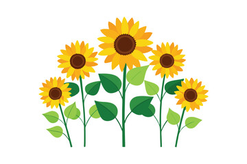 Yellow sunflower isolated on white background