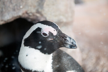 ペンギン