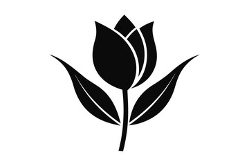 Obraz premium black and white tulip and leaves isolated on white background
