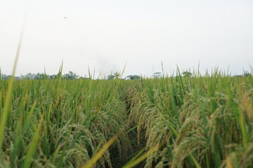 Golden Rice Field at Sunset