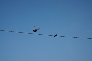 Flock of Pigeons Perched on Power Lines from a Distance