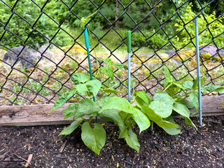 Pole bean plants beginning to grow and climb up chain link fence in spring