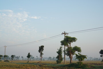 Golden Rice Field at Sunset