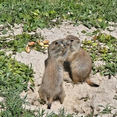 prairie dog kissing
