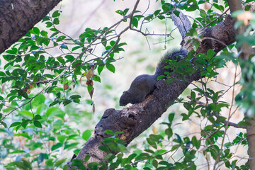 公園の立木にいた可愛いタイワンリス
英名学名：Taiwan squirrels (Callosciurus erythraeus)
神奈川県横浜市三ツ池公園-2025
江戸時代に作られた３つの灌漑用池を中心に作られた、市民の憩いの公園。
日本の「さくらの名所100選」に選ばれる桜の名所である。
