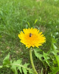 Dandelion and bees　たんぽぽと蜂