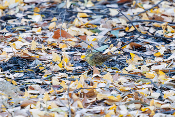 餌を探す可愛いアオジ（ホオジロ科）
英名学名：Grey tailed Tattler (Emberiza spodocephala)
泉で水浴びをしている。
神奈川県横浜市三ツ池公園-2025
江戸時代に作られた３つの灌漑用池を中心に作られた、市民の憩いの公園。
日本の「さくらの名所100選」に選ばれる桜の名所である。
