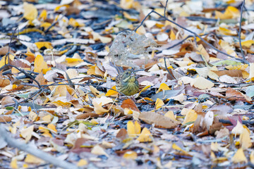 餌を探す可愛いアオジ（ホオジロ科）
英名学名：Grey tailed Tattler (Emberiza spodocephala)
泉で水浴びをしている。
神奈川県横浜市三ツ池公園-2025
江戸時代に作られた３つの灌漑用池を中心に作られた、市民の憩いの公園。
日本の「さくらの名所100選」に選ばれる桜の名所である。
