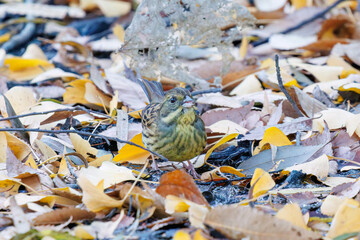 餌を探す可愛いアオジ（ホオジロ科）
英名学名：Grey tailed Tattler (Emberiza spodocephala)
泉で水浴びをしている。
神奈川県横浜市三ツ池公園-2025
江戸時代に作られた３つの灌漑用池を中心に作られた、市民の憩いの公園。
日本の「さくらの名所100選」に選ばれる桜の名所である。
