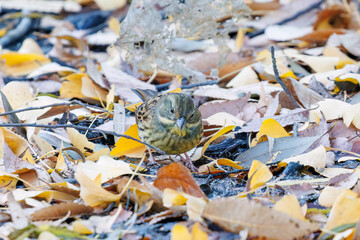 餌を探す可愛いアオジ（ホオジロ科）
英名学名：Grey tailed Tattler (Emberiza spodocephala)
泉で水浴びをしている。
神奈川県横浜市三ツ池公園-2025
江戸時代に作られた３つの灌漑用池を中心に作られた、市民の憩いの公園。
日本の「さくらの名所100選」に選ばれる桜の名所である。
