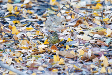 餌を探す可愛いアオジ（ホオジロ科）
英名学名：Grey tailed Tattler (Emberiza spodocephala)
泉で水浴びをしている。
神奈川県横浜市三ツ池公園-2025
江戸時代に作られた３つの灌漑用池を中心に作られた、市民の憩いの公園。
日本の「さくらの名所100選」に選ばれる桜の名所である。
