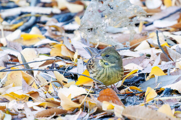 餌を探す可愛いアオジ（ホオジロ科）
英名学名：Grey tailed Tattler (Emberiza spodocephala)
泉で水浴びをしている。
神奈川県横浜市三ツ池公園-2025
江戸時代に作られた３つの灌漑用池を中心に作られた、市民の憩いの公園。
日本の「さくらの名所100選」に選ばれる桜の名所である。
