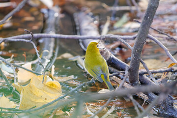 可愛いメジロ（メジロ科）
英名学名：Japanese White Eye, Zosterops Japonica (family Mejiroidea).
泉で水浴びをしている。

神奈川県横浜市三ツ池公園-2025
江戸時代に作られた３つの灌漑用池を中心に作られた、市民の憩いの公園。
日本の「さくらの名所100選」に選ばれる桜の名所である。

