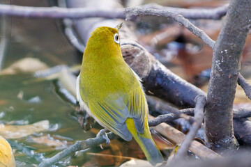 可愛いメジロ（メジロ科）
英名学名：Japanese White Eye, Zosterops Japonica (family Mejiroidea).
泉で水浴びをしている。

神奈川県横浜市三ツ池公園-2025
江戸時代に作られた３つの灌漑用池を中心に作られた、市民の憩いの公園。
日本の「さくらの名所100選」に選ばれる桜の名所である。
