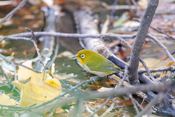 可愛いメジロ（メジロ科）
英名学名：Japanese White Eye, Zosterops Japonica (family Mejiroidea).
泉で水浴びをしている。

神奈川県横浜市三ツ池公園-2025
江戸時代に作られた３つの灌漑用池を中心に作られた、市民の憩いの公園。
日本の「さくらの名所100選」に選ばれる桜の名所である。
