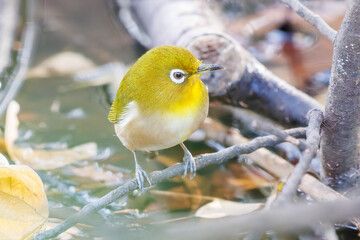 可愛いメジロ（メジロ科）
英名学名：Japanese White Eye, Zosterops Japonica (family Mejiroidea).
泉で水浴びをしている。

神奈川県横浜市三ツ池公園-2025
江戸時代に作られた３つの灌漑用池を中心に作られた、市民の憩いの公園。
日本の「さくらの名所100選」に選ばれる桜の名所である。
