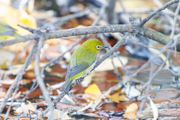 可愛いメジロ（メジロ科）
英名学名：Japanese White Eye, Zosterops Japonica (family Mejiroidea).
泉で水浴びをしている。

神奈川県横浜市三ツ池公園-2025
江戸時代に作られた３つの灌漑用池を中心に作られた、市民の憩いの公園。
日本の「さくらの名所100選」に選ばれる桜の名所である。
