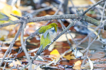 可愛いメジロ（メジロ科）
英名学名：Japanese White Eye, Zosterops Japonica (family Mejiroidea).
泉で水浴びをしている。

神奈川県横浜市三ツ池公園-2025
江戸時代に作られた３つの灌漑用池を中心に作られた、市民の憩いの公園。
日本の「さくらの名所100選」に選ばれる桜の名所である。
