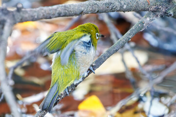 可愛いメジロ（メジロ科）
英名学名：Japanese White Eye, Zosterops Japonica (family Mejiroidea).
泉で水浴びをしている。

神奈川県横浜市三ツ池公園-2025
江戸時代に作られた３つの灌漑用池を中心に作られた、市民の憩いの公園。
日本の「さくらの名所100選」に選ばれる桜の名所である。
