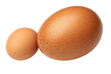 Large and Small Brown Eggs A Comparison of Size and Nutritional Value