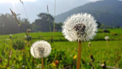 Naklejka premium Dandelion field under clear skies with verdant landscape on sunny day