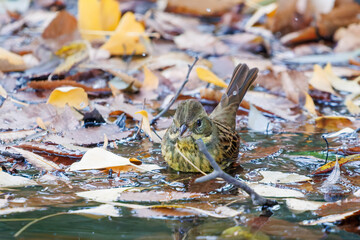 可愛いアオジ（ホオジロ科）
泉で水浴びをしている。
英名学名：Grey tailed Tattler (Emberiza spodocephala)
神奈川県横浜市三ツ池公園-2025
