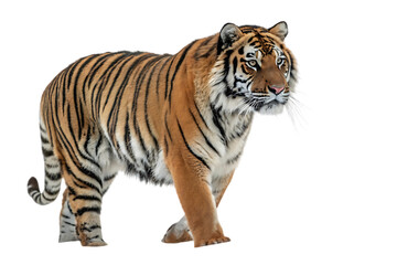 tiger isolated on white