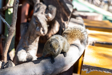 木の上からこちらを見つめるタイワンリス