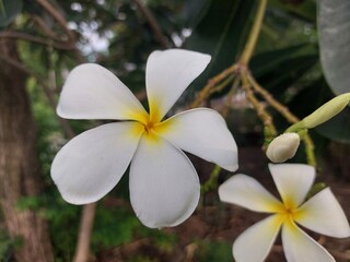 Champaka flower