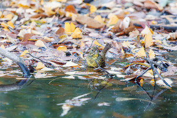 可愛いアオジ（ホオジロ科）
泉で水浴びをしている。
英名学名：Grey tailed Tattler (Emberiza spodocephala)
神奈川県横浜市三ツ池公園-2025
