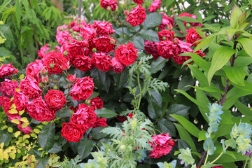 Roses blooming in Japan
